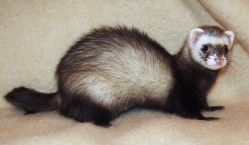 Ferret 2008